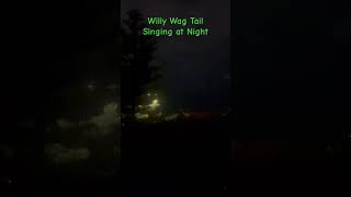 Why do some birds sing at night willywagtail nocturnal birdslover [upl. by Awra]