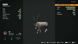 Gemsbok  5Gold  theHunter Call of the Wild 2023 12 16 [upl. by Aicyle]