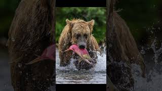 No escape for these fish 😬 bear fishing grizzlies wildlife nature wildlifephotography [upl. by Ittam78]