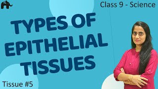 Types of Epithelial Tissues 5 Class 9 Science CBSE 9th Biology [upl. by Nodrog]