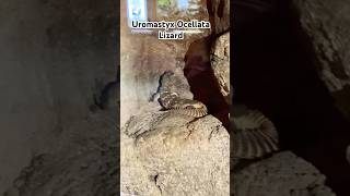 Uromastyx ocellata lizard  desert [upl. by Yzzik]