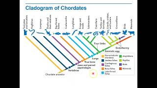 Biology Lecture 9 2E Cladogram of Chordates [upl. by Pul]