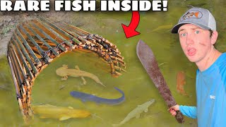 I Caught RARE Fish in a Primitive Fish Trap [upl. by Nnaael]