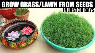 How To Grow Grass From Seed  SEED TO FINAL RESULT [upl. by Lemert]