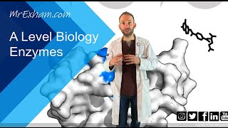 Enzymes Part 1  Structure function and rates  A Level Biology [upl. by Batista]