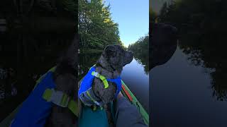 SUCCESSFUL TRAINING  Shar Pei On The KAYAK [upl. by Secilu]