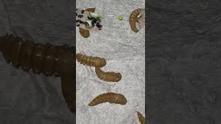 I Built A Mealworm Farm  Day 40 Mealworms amp Beetles Enjoy Bottle Gourd 🥒  Daily Growth Update [upl. by Nats]