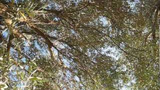 Sound of Cicadas under an olive tree [upl. by Paucker]