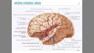 Irrigación cerebral [upl. by Nebe]