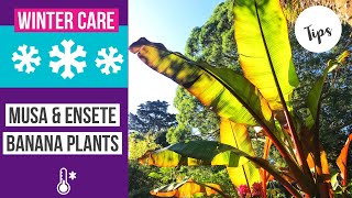 How to care for Musa amp Ensete banana plants in winter  Winterization [upl. by Delaryd]