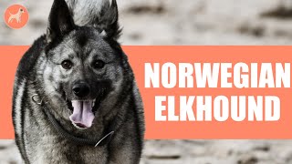 Norwegian Elkhound The Oldest Europeon Dog Breed [upl. by Derfliw]