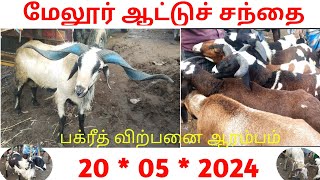 😍 மேலூர் ஆட்டு சந்தை ✨புதிய பதிவு  Melur Bakrid Sheep Market  May 20 2024 [upl. by Mavra]