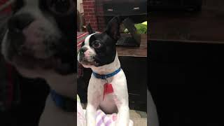 Boston Terrier  Spotz barking [upl. by Mcgrath107]