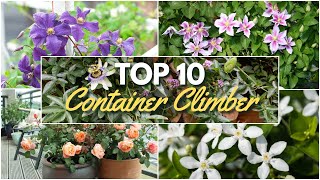 Top 10 Climbing Vines for Containers 🌿 Best Plants for Pots amp Trellises 🌸 [upl. by Keiryt376]