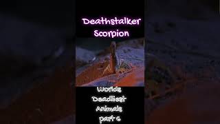 Unveiling the Terrifying Truth The Most Dangerous Facts About the death stalker scorpionscorpion [upl. by Freddi241]