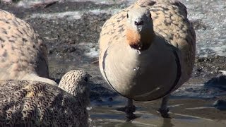 Ganga ortega Pterocles orientalis Blackbellied Sandgrouse [upl. by Moselle]