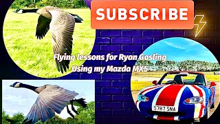 Motorised Flying lessons for pet Ryan Gosling he follows me in the car flying next to me [upl. by Sualokin22]