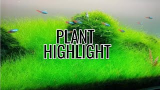 Dwarf Hairgrass Care Aquarium Plant Info [upl. by Fretwell938]