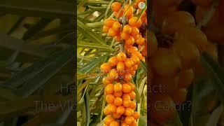 Sea Buckthorn Oil The Ultimate Weapon to Fight Inflammation and Boost Health [upl. by Dari]