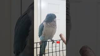 Quaker parrot Sounds Quaker Parrot Calling Each other shorts [upl. by Otxilac364]