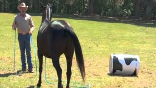 Psychology of Jumping Training  On Line Savvy Lesson with Pat Parelli [upl. by Helgeson565]