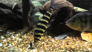 Leporinus fasciatus [upl. by Akinnor370]