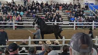 2024 Gordyville Draft Horse Sale Percheron mare clips not Tripcrest mares [upl. by Nimrahc212]