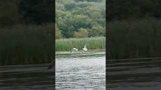 Ex Juvenile Black Headed Gulls Fight Over Signal Crayfish Prey birds avian nature [upl. by Ellessig272]