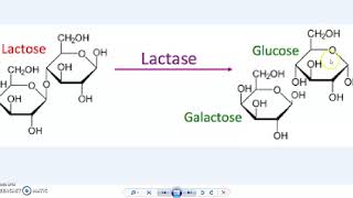 9C Lactase Enzyme Virtual Lab Part 1 Fillable Spreadsheet Included [upl. by Casabonne]