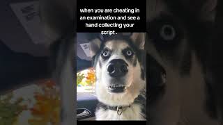 I am cooked for real 😭😭😂😂 viralvideo viarlshort funnyshorts funnymemes funnyvideo dog [upl. by Watson842]