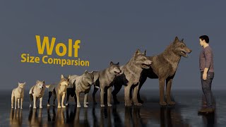 Wolf size comparsion [upl. by Anibur]