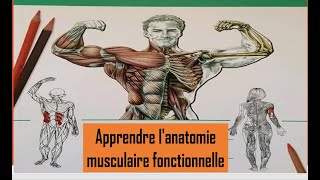 Apprendre lanatomie musculaire fonctionnelle [upl. by Ilrahs382]