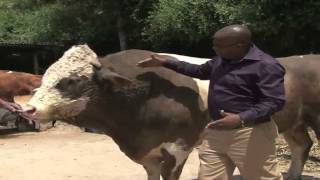 Fleckvieh Farmers in Kenya  Show Teaser [upl. by Ahto]