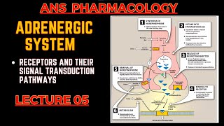 Adrenergic System Basics  Receptors and their Signal transduction  ANS pharmacology L5 [upl. by Bysshe]