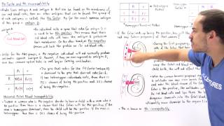 Rh Factor and Rh Incompatibility [upl. by Kinch]