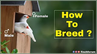 How to Breed Zebra finches  White Finch Gender identification male female white finch difference [upl. by Sallyann]