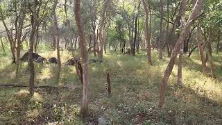 Safari BR Hills Karnataka tourism SafariTVLive [upl. by Balch]