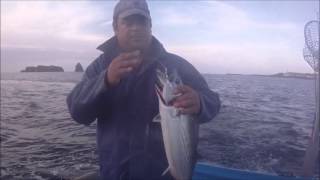 Fishing in the Azores  Atlantic Bonito [upl. by Alisa]