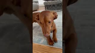 Freedom Wieners Rocky the wiener funny puppy jamnik dachshund cute funny [upl. by Thalia]