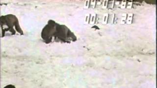 Ethology Practice Videos Japanese Macaques All Occurences Sampling [upl. by Alemac]