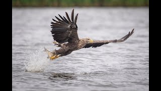 White tailed eagle fishing [upl. by Hines26]