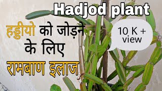 How to grow and care hadjod plant  hadjod medicinal plant  cissus quadrangularis [upl. by Lala]