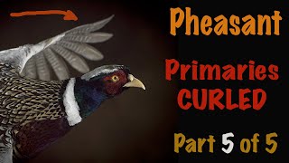 Pheasant Taxidermy  5 of 5Wind pressure Wing tip Curl Art of Taxidermy [upl. by Ahsienod]