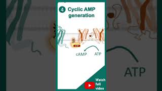 cell signallinggpcrreceptorshortvideo [upl. by Asiel]