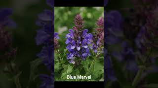 How to Salvia Deadhead  Great Gardening Tip [upl. by Attenauq]