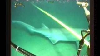 Shark attack on subcablewmv [upl. by Selrhc]