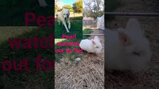 Bunny Rabbit stands on hind legs with siamese cat friend bunny rabbit cute [upl. by Nicks]