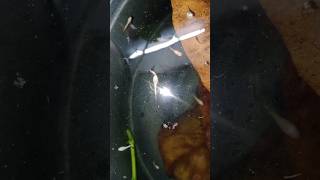 Betta fry in tamil bettafry [upl. by Enidanreb]