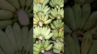 Bananas Are Going Extinct [upl. by Hube]