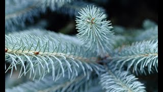 Abeto azul o picea pungens hoopsii  Decogarden  Jardinatis [upl. by Ettennyl]